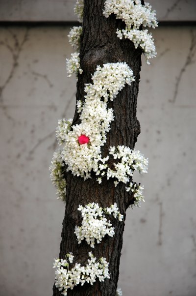 blossomson trunk.jpg